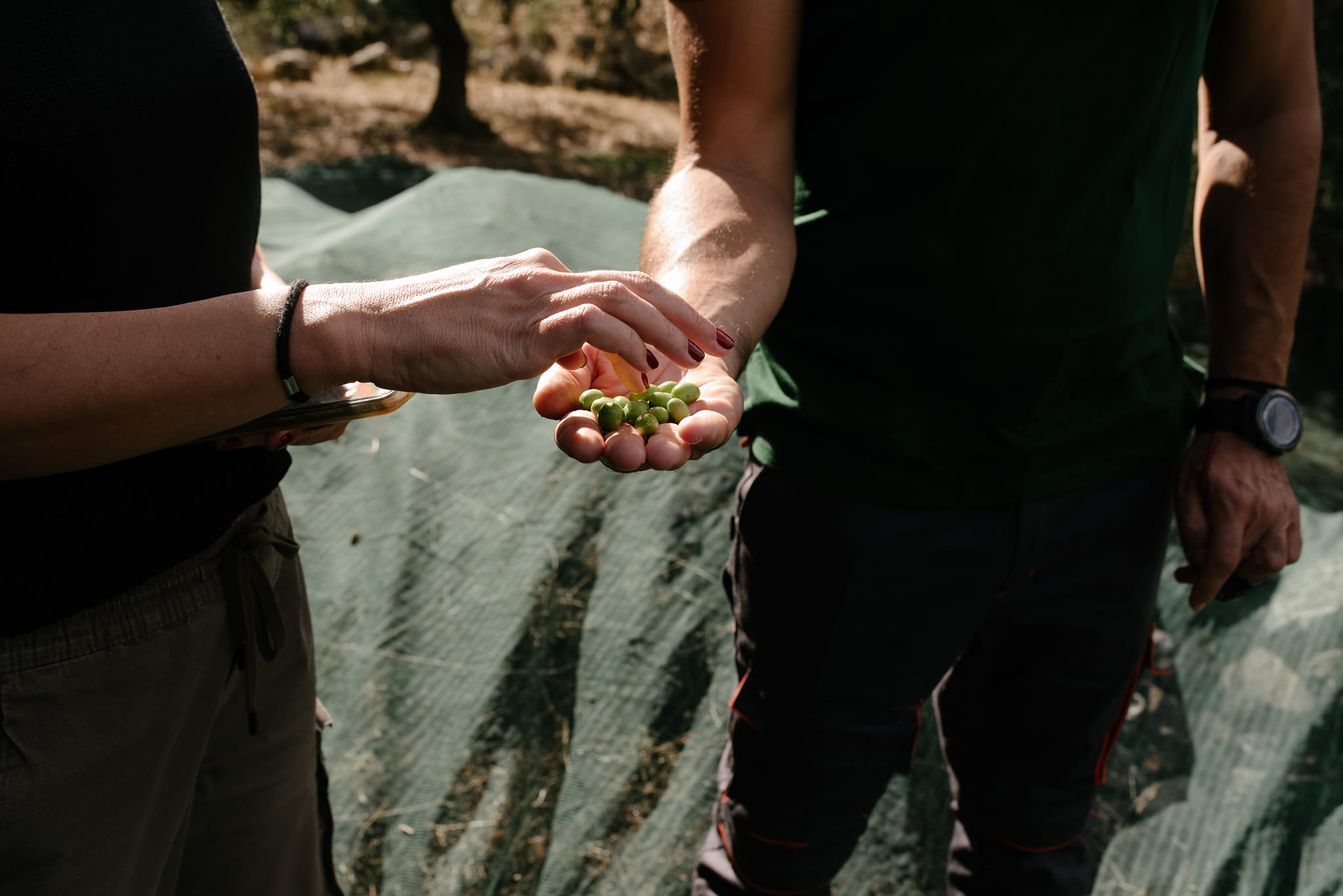 Ελαιώνας Μαύρος Κάμπος Χρυσοπηγή